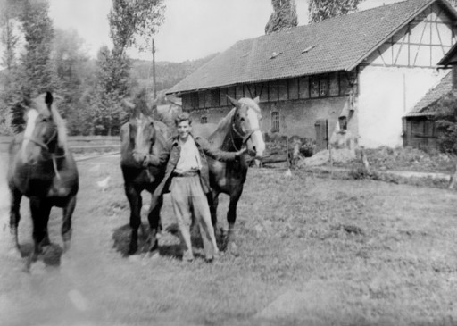 hae_0289, Pferde vom Hof Korengel , um 1950