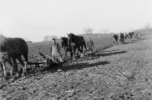 , schue_0001, Landwirtschaft, wohl 1960