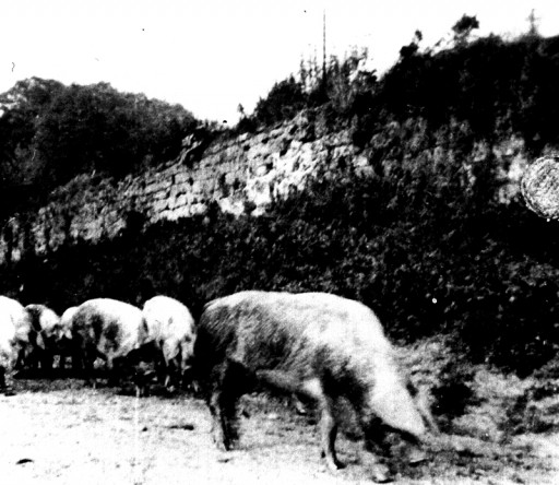 , te_0540, Schweineaustrieb , 1936